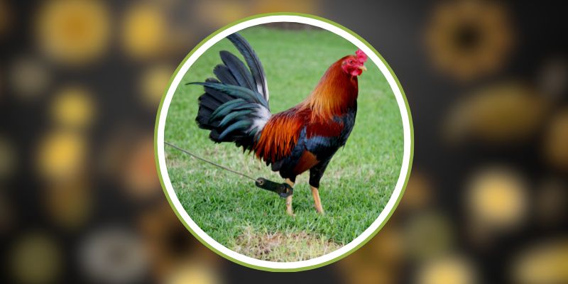 SV388 - Bí Quyết Chiến Thắng Khi Cá Cược Đá Gà Trực Tuyến 2 SV388 - Bí Quyết Chiến Thắng Khi Cá Cược Đá Gà Trực Tuyến